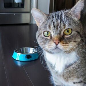 Set of 2 Stainless Steel Cat Bowls – Non-Slip, Durable & Easy to Clean Food Dish